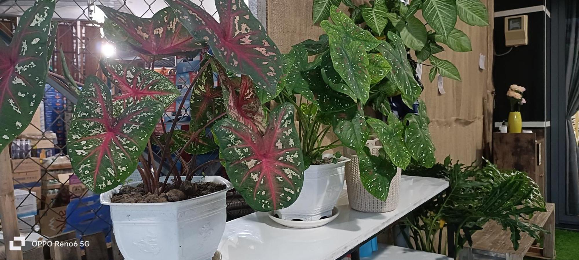 הו צ'י מין סיטי Homestay -Nha Me Khang מראה חיצוני תמונה